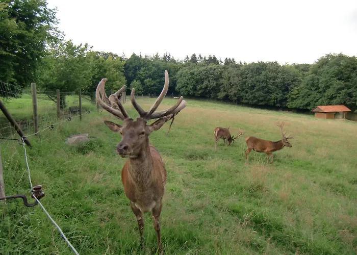 Alissa By Interhome 度假居 Bremke (Lippe)